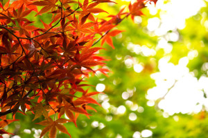 free-photo-autumn-maple