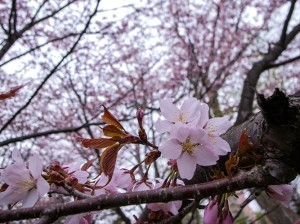 桜-サクラ-開花宣言-クリーニング-タイミング-ポイント-出し忘れ-機会-混雑-一番良い