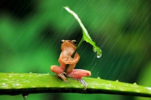 カエル-傘-さす-梅雨